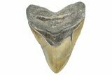 Serrated, Fossil Megalodon Tooth - North Carolina #363747-1